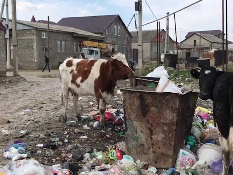 Пятый канал публикует видео из Дагестана, где ребёнка насмерть загрызли собаки