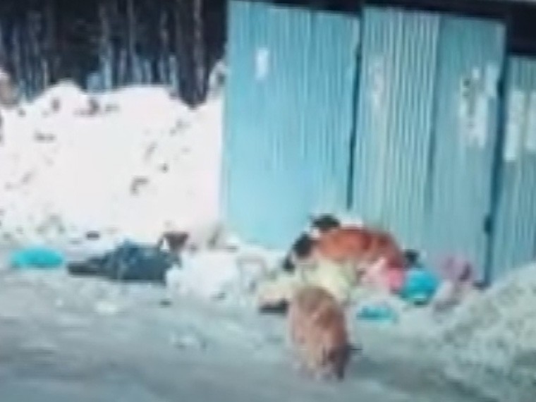 Видео: в Ижевске водитель спас девочку от стаи бродячих собак