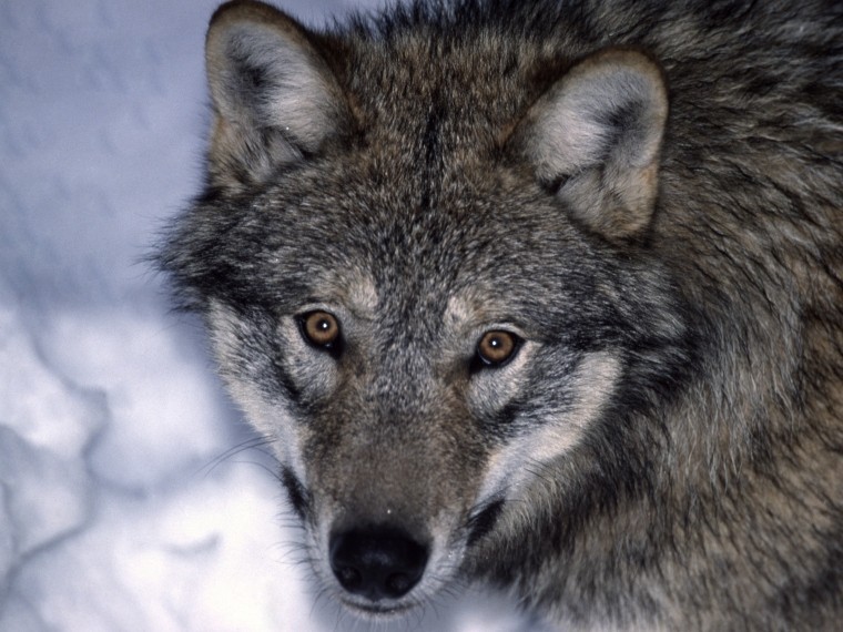 В Мурманской области голодная волчица ворует собак