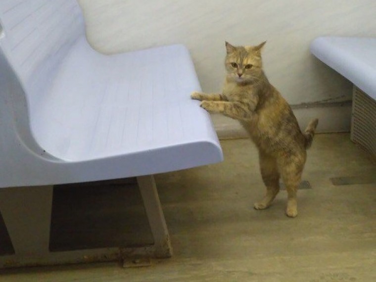 Судьба кота из пригородной электрички в Ленобласти всерьез обеспокоила пользователей соцсетей