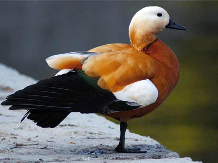 В зоопарке Нижнего Новгорода браконьеры подстрелили редкую птицу