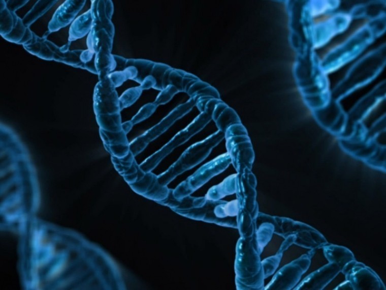 Ученым удалось найти в клетках человека новую форму ДНК
