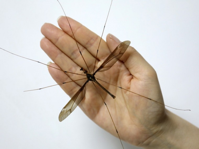 Китайцев всполошил ужасный гигантский комар