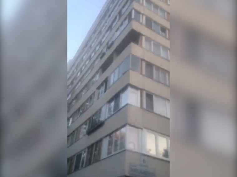 Видео: Тигр пытается через окно выбраться из квартиры высотки в Петербурге