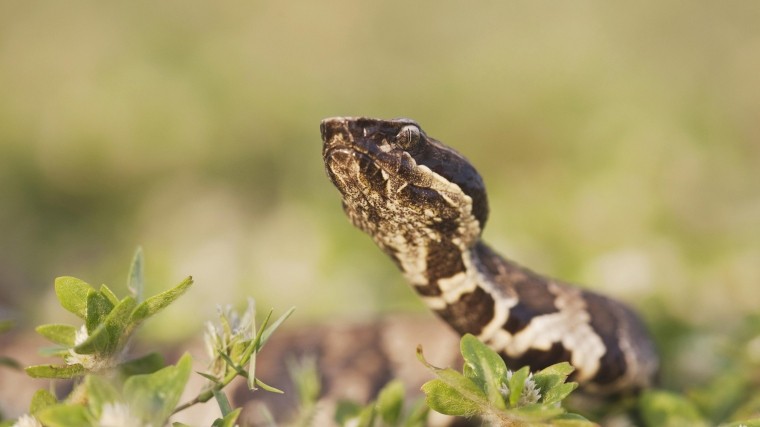 Житель Техаса едва не умер от укуса отрезанной головы змеи
