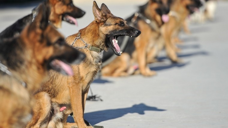 Лапки — в тапки: полицейским собакам в Вене выдали защиту для лап