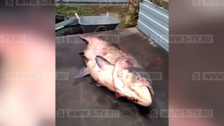 Житель Рязанской области поймал в Оке рыбу весом почти полцентнера — видео